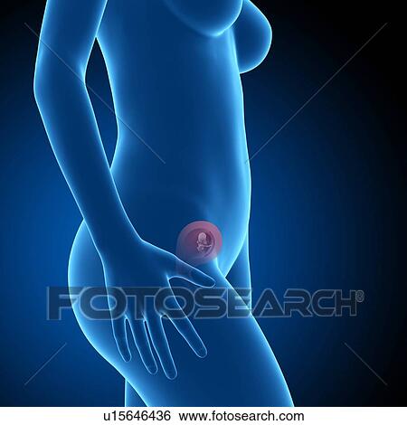 Stock Photograph - Human foetus age 12 weeks. Fotosearch
