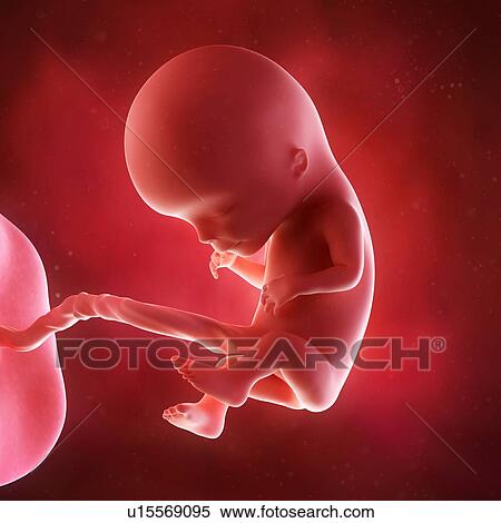 Stock Photography - Human foetus age 12 weeks. Fotosearch
