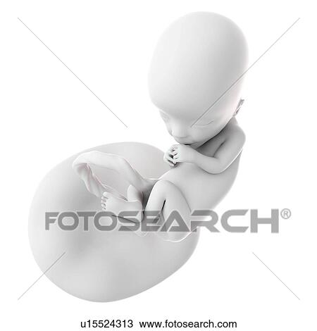 Stock Image - Human foetus age 13 weeks. Fotosearch