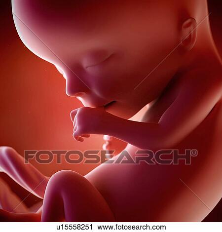 Human foetus age 13 weeks View Large Photo Image Stock Image - Human foetus age 13 weeks. Fotosearch