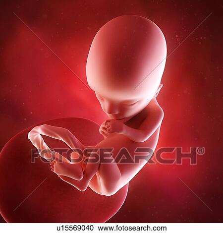 Stock Image - Human foetus age 13 weeks. Fotosearch