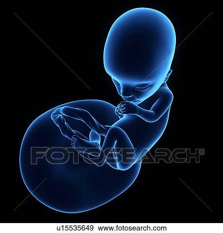 Stock Photo - Human foetus age 13 weeks. Fotosearch