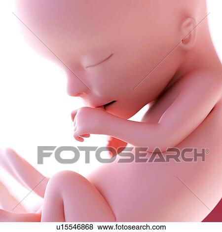 Human foetus age 13 weeks View Large Photo Image Stock Photo - Human foetus age 13 weeks. Fotosearch
