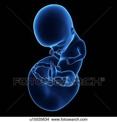 Picture - Human foetus age 14 weeks. Fotosearch