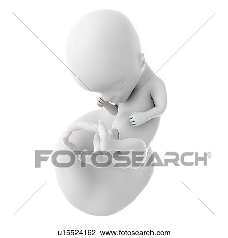 Stock Image - Human foetus age 14 weeks. Fotosearch