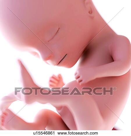 Stock Image - Human foetus age 14 weeks. Fotosearch