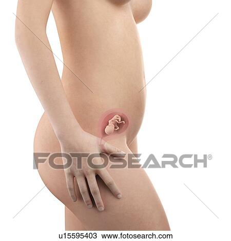 Stock Image - Human foetus age 14 weeks. Fotosearch