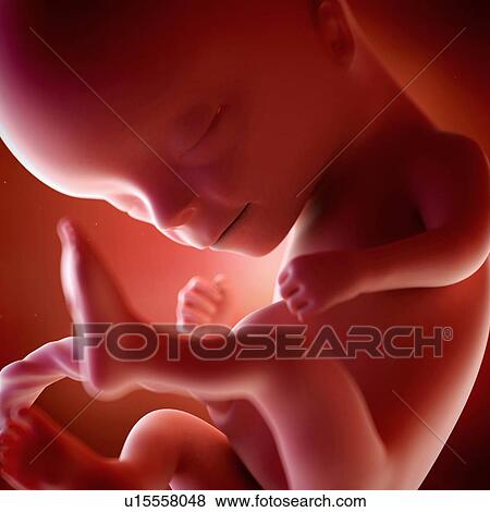 Stock Photo - Human foetus age 14 weeks. Fotosearch