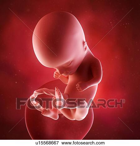 Stock Photo - Human foetus age 14 weeks. Fotosearch