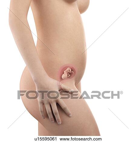 Human foetus age 15 weeks View Large Photo Image Stock Image - Human foetus age 15 weeks. Fotosearch