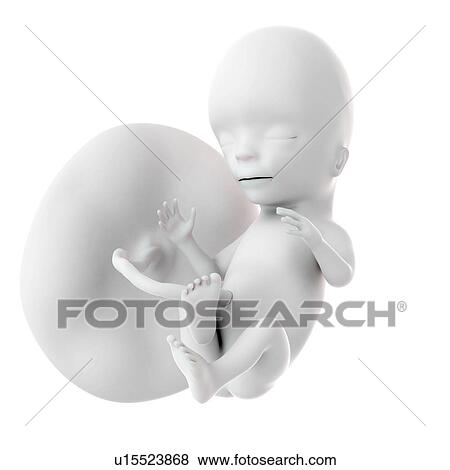 Stock Photo - Human foetus age 15 weeks. Fotosearch