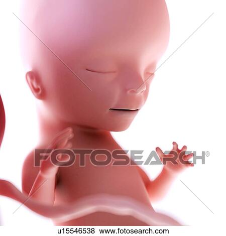 Human foetus age 15 weeks View Large Photo Image Stock Photo - Human foetus age 15 weeks. Fotosearch