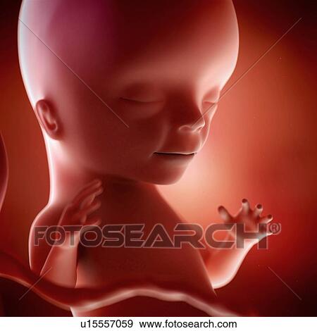 Stock Photo - Human foetus age 15 weeks. Fotosearch