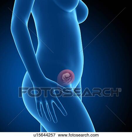 Stock Photo - Human foetus age 15 weeks. Fotosearch