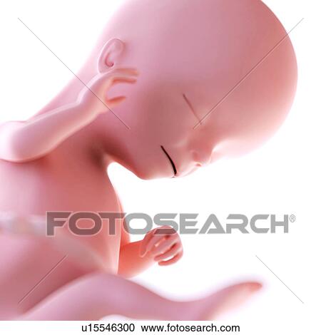 Human foetus age 16 weeks View Large Photo Image Stock Image - Human foetus age 16 weeks. Fotosearch