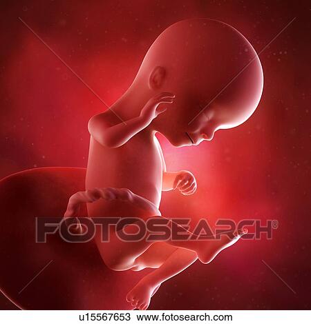 Stock Image - Human foetus age 16 weeks. Fotosearch