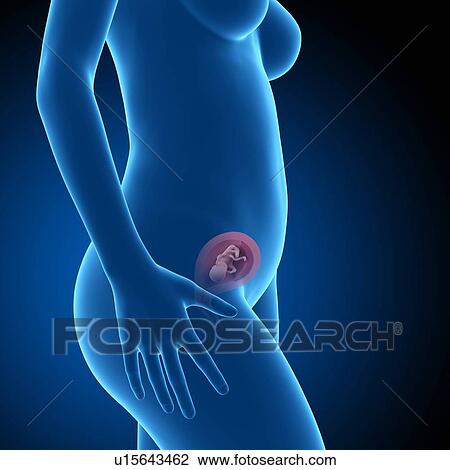 Stock Image - Human foetus age 16 weeks. Fotosearch