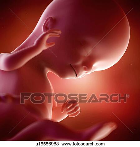 Stock Photo - Human foetus age 16 weeks. Fotosearch