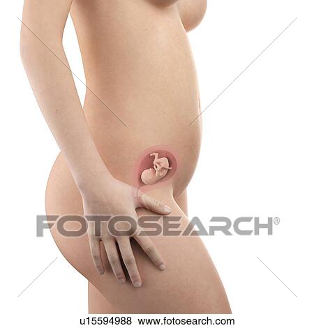 Stock Photo - Human foetus age 16 weeks. Fotosearch
