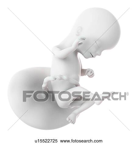 Human foetus age 16 weeks View Large Photo Image Stock Photography - Human foetus age 16 weeks. Fotosearch