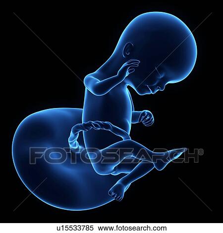 Human foetus age 16 weeks View Large Photo Image Stock Photography - Human foetus age 16 weeks. Fotosearch