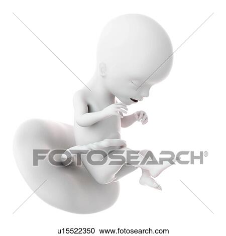 Human foetus age 17 weeks View Large Photo Image Stock Image - Human foetus age 17 weeks. Fotosearch