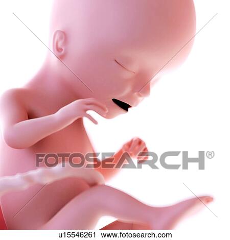 Human foetus age 17 weeks View Large Photo Image Stock Image - Human foetus age 17 weeks. Fotosearch