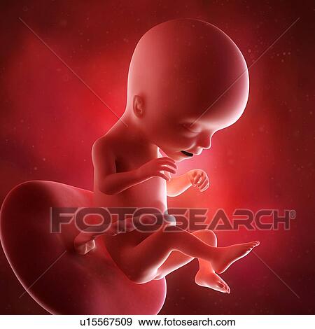 Stock Photo - Human foetus age 17 weeks. Fotosearch