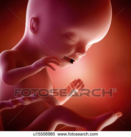 Stock Photography - Human foetus age 17 weeks. Fotosearch