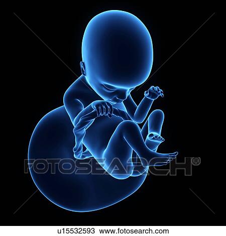 Stock Image - Human foetus age 18 weeks. Fotosearch