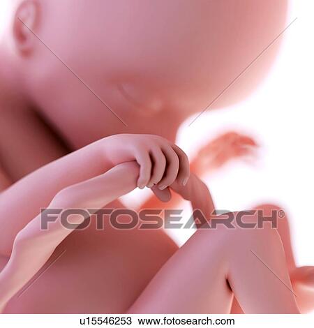 Stock Image - Human foetus age 18 weeks. Fotosearch