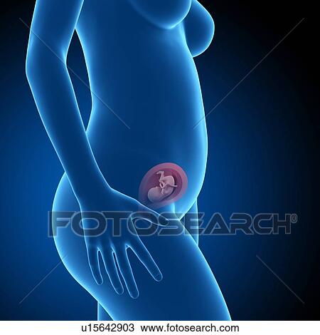 Stock Image - Human foetus age 18 weeks. Fotosearch