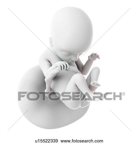 Human foetus age 18 weeks View Large Photo Image Stock Photo - Human foetus age 18 weeks. Fotosearch