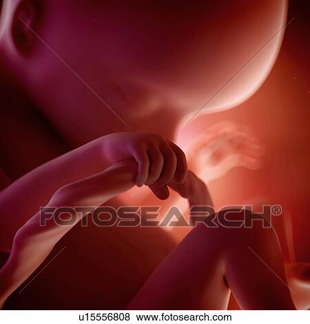 Stock Photo - Human foetus age 18 weeks. Fotosearch