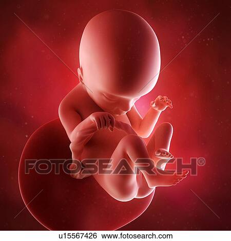 Stock Photograph - Human foetus age 18 weeks. Fotosearch