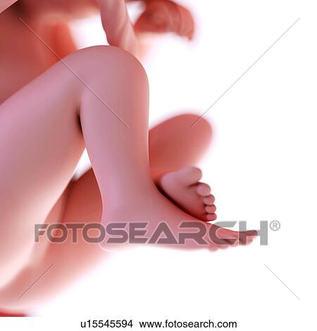 Human foetus age 19 weeks View Large Photo Image Picture - Human foetus age 19 weeks. Fotosearch