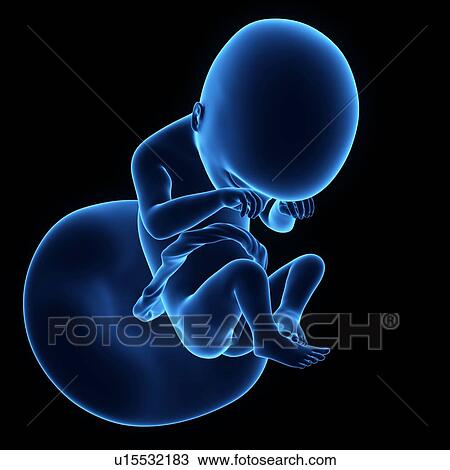 Stock Image - Human foetus age 19 weeks. Fotosearch