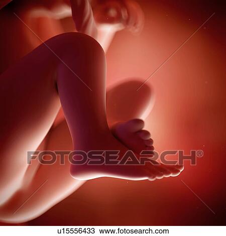 Stock Image - Human foetus age 19 weeks. Fotosearch