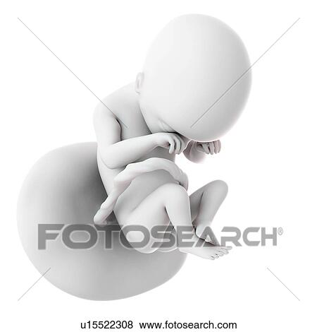 Stock Photo - Human foetus age 19 weeks. Fotosearch