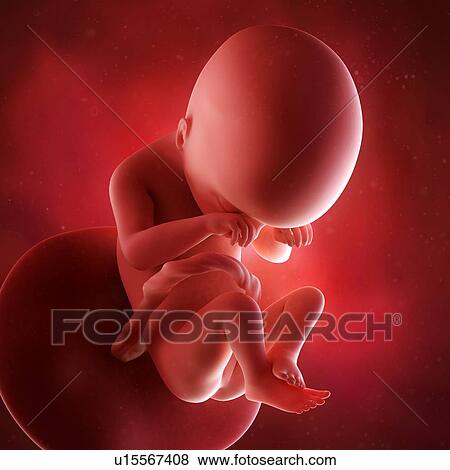 Human foetus age 19 weeks View Large Photo Image Stock Photo - Human foetus age 19 weeks. Fotosearch