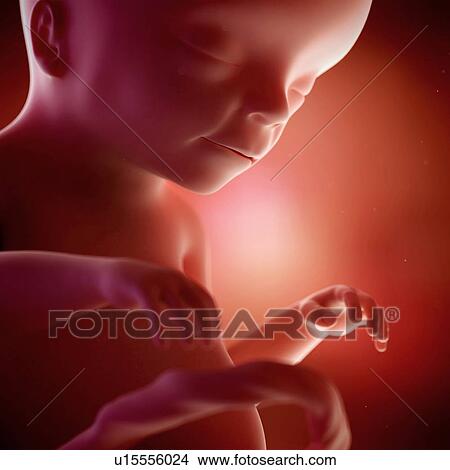 Picture - Human foetus age 20 weeks. Fotosearch