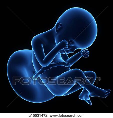 Human foetus age 20 weeks View Large Photo Image Stock Image - Human foetus age 20 weeks. Fotosearch