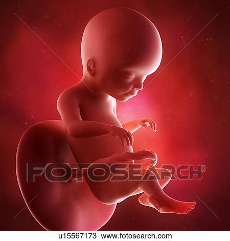 Human foetus age 20 weeks View Large Photo Image Stock Image - Human foetus age 20 weeks. Fotosearch