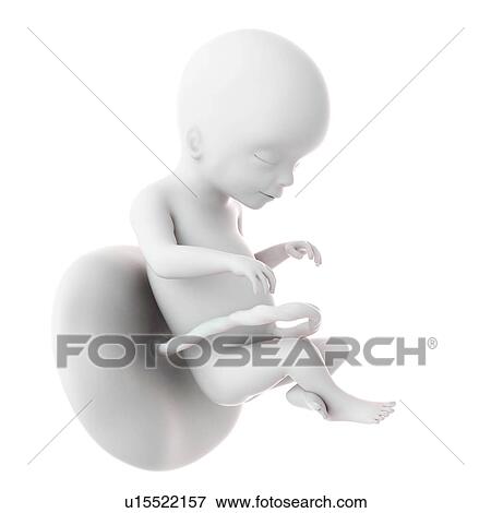 Human foetus age 20 weeks View Large Photo Image Stock Photo - Human foetus age 20 weeks. Fotosearch