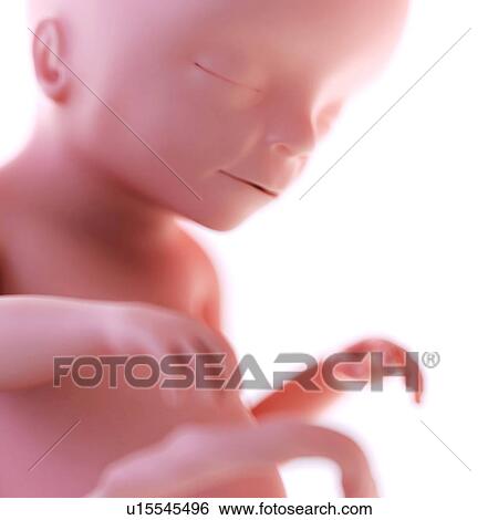 Stock Photograph - Human foetus age 20 weeks. Fotosearch