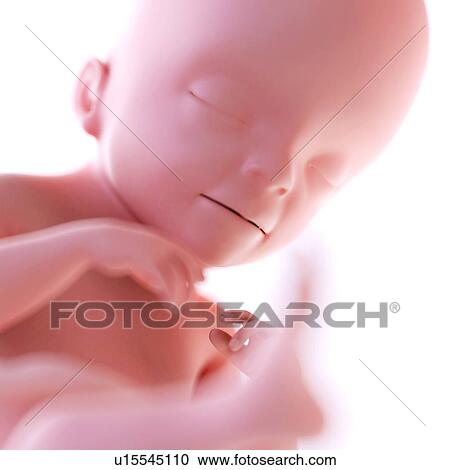 Stock Image - Human foetus age 21 weeks. Fotosearch