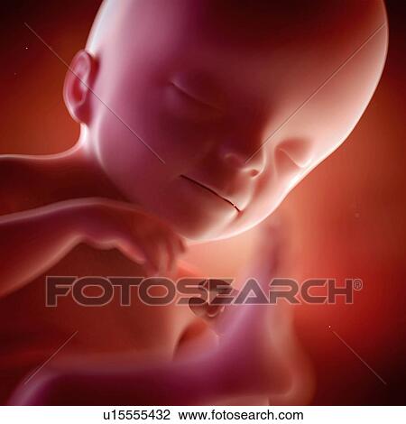 Stock Image - Human foetus age 21 weeks. Fotosearch