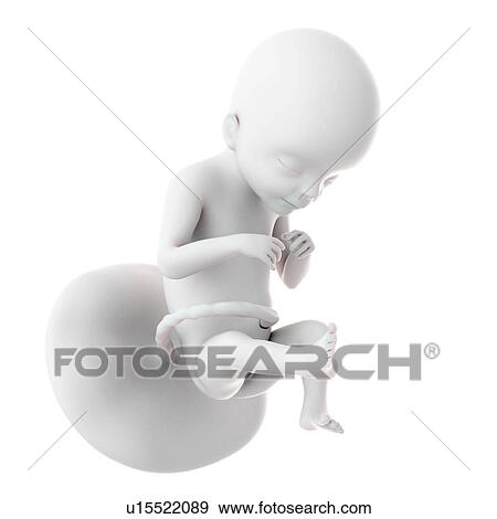 Human foetus age 21 weeks View Large Photo Image Stock Photo - Human foetus age 21 weeks. Fotosearch