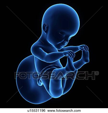 Stock Photograph - Human foetus age 21 weeks. Fotosearch