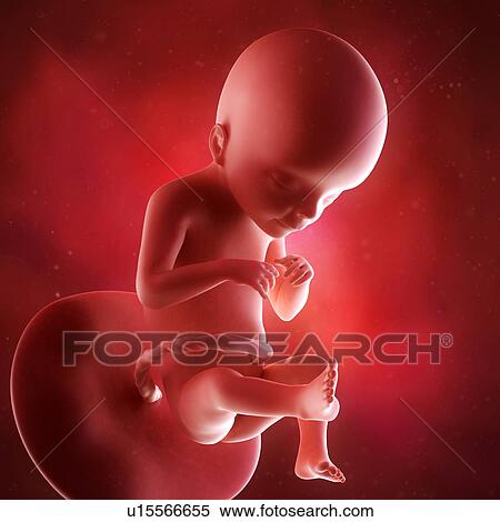Human foetus age 21 weeks View Large Photo Image Stock Photography - Human foetus age 21 weeks. Fotosearch
